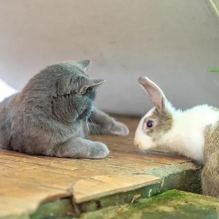 Casa de hóspedes Casa Nikita Vama Veche