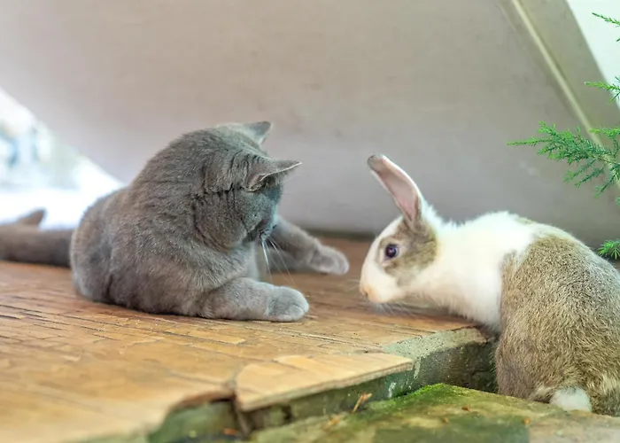 Casa de hóspedes Casa Nikita Vama Veche